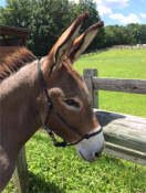 Donkey Halter