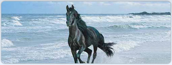 Contact Us - E&M Natural Horse Training