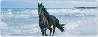 Lead Ropes - E&M Natural Horse Training